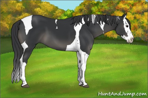 Horse Color:Black Splash Tobiano