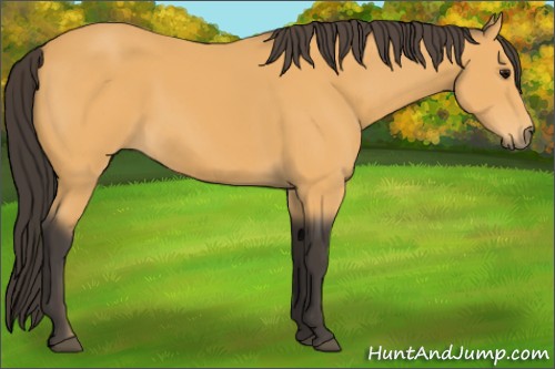 Horse Color:Buckskin 