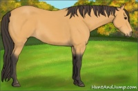 Horse Color:Buckskin