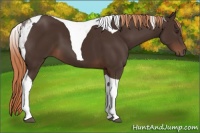 Horse Color:Liver Chestnut Tobiano 