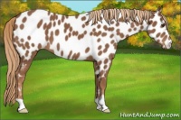 Horse Color:Chestnut Near Leopard 