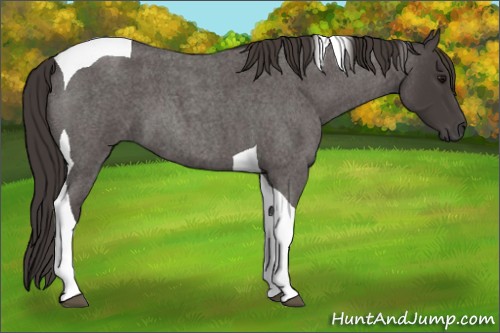 Horse Color:Smoky Blue Roan Tobiano 