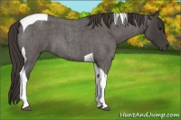 Horse Color:Smoky Blue Roan Tobiano 