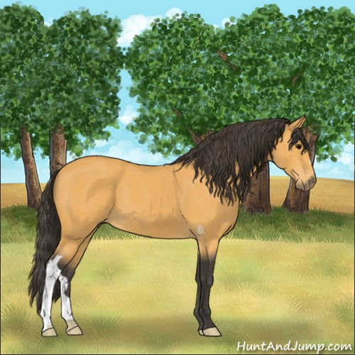 Horse Color:Buckskin 