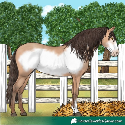 Horse Color:Amber Champagne Frame