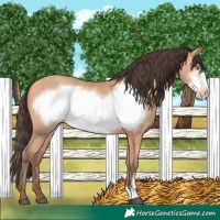 Horse Color:Amber Champagne Frame 