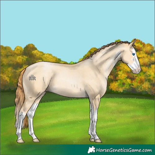 Horse Color:Buckskin Pearl Dun Sabino Splash 