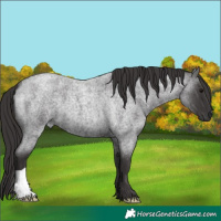 Horse Color:Smoky Blue Roan 