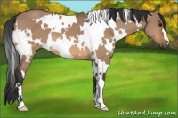Horse Color:White Spotted Bay Dun