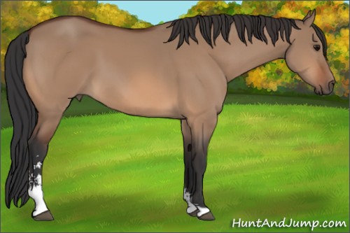 Horse Color:Bay Dun Sabino 