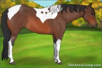 Horse Color:Bay Roan Tobiano