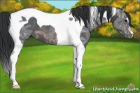 Horse Color:Brown Ice Tobiano 