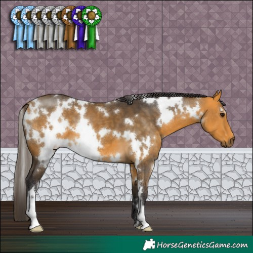 Horse Color:White Spotted Buckskin 