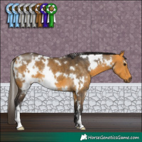 Horse Color:White Spotted Buckskin 