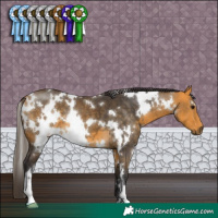Horse Color:White Spotted Buckskin 