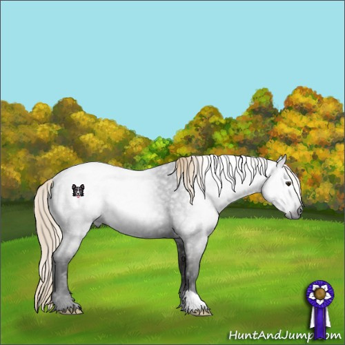 Horse Color:Gray Liver Red Roan Rabicano 