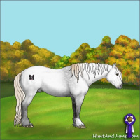 Horse Color:Gray Liver Red Roan Rabicano 