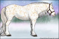 Horse Color:Palomino Appaloosa  and Palomino Tobiano Appaloosa 