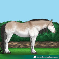 Horse Color:White Spotted Liver Red Dun Tobiano 