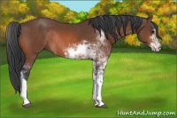 Horse Color:Bay Sabino Rabicano