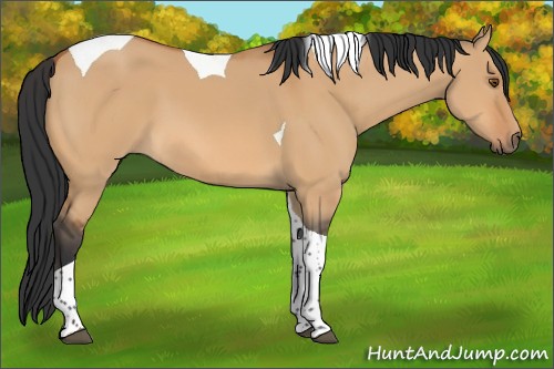 Horse Color:Bay Dun Tobiano 
