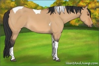 Horse Color:Bay Dun Tobiano 