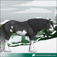 Horse Color:Black Splash Frame