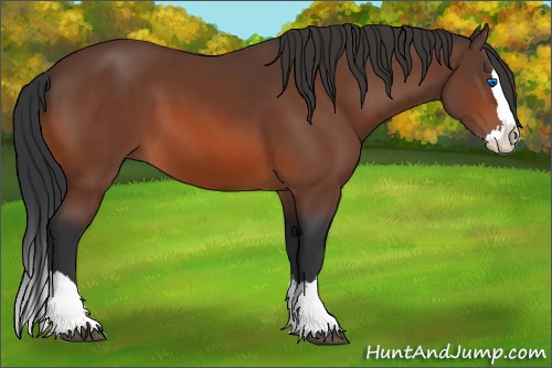 Horse Color:Bay Sabino Splash 