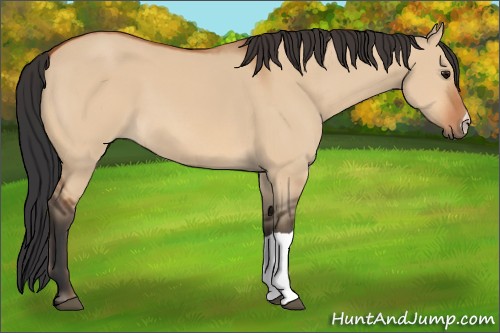 Horse Color:Bay Dun 