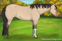 Horse Color:Bay Dun
