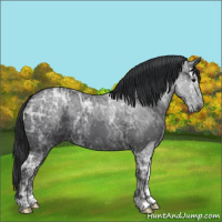 Horse Color:Black Ice 