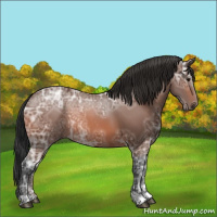 Horse Color:Bay Ice Rabicano 