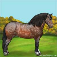 Horse Color:Bay Ice