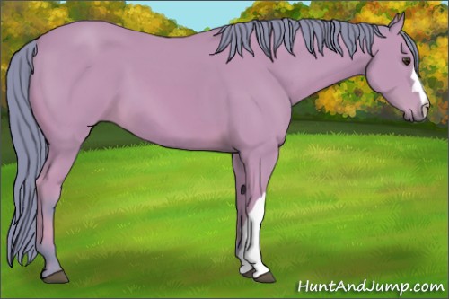 Horse Color:Watercolor Bay