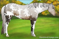 Horse Color:White Spotted Chocolate Palomino Appaloosa
