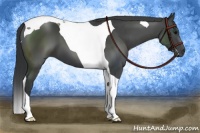 Horse Color:Black Tobiano
