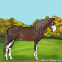 Horse Color:Liver Chestnut Sabino 