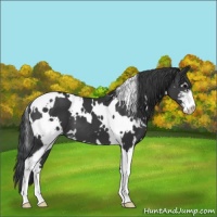 Horse Color:White Spotted Black Sabino 