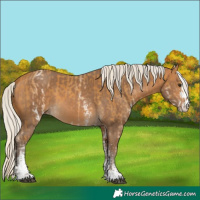 Horse Color:White Spotted Palomino and Silver Buckskin Sabino