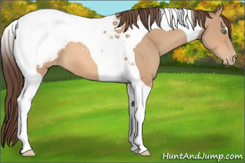 Horse Color:Amber Champagne Tobiano Snowcap