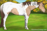 Horse Color:Amber Champagne Tobiano Snowcap 