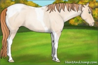 Horse Color:Classic Champagne Roan Pearl Tobiano Appaloosa