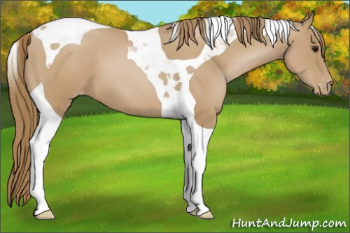 Horse Color:Black Pearl Tobiano Appaloosa 