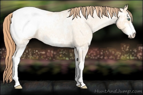 Horse Color:Classic Champagne Ice Roan Pearl Sabino Appaloosa 