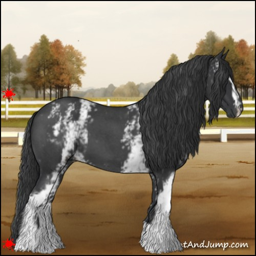 Horse Color:White Spotted Blue Roan