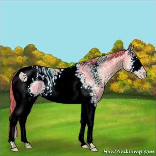 Horse Color:ERROR: UNKNOWN ANOMALY