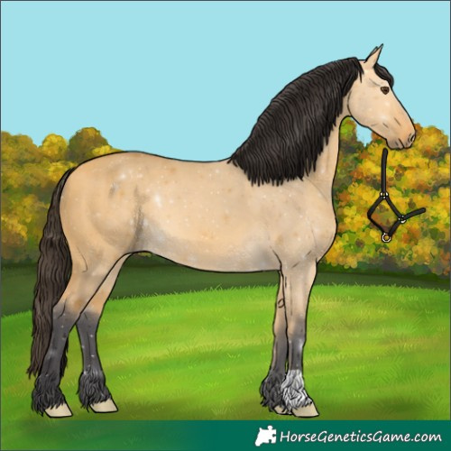 Horse Color:Buckskin Dun 