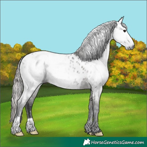 Horse Color:Gray Smoky Grullo Appaloosa Brindle 