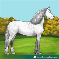 Horse Color:Gray Smoky Grullo Appaloosa Brindle 
