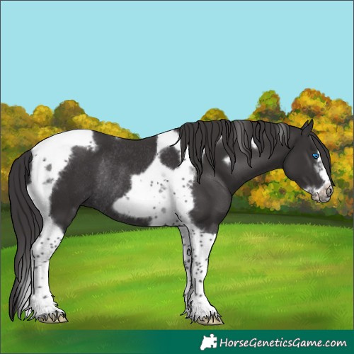 Horse Color:Smoky Black Tobiano Frame Rabicano 